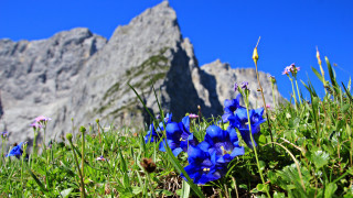 Blue flower mountain grass sky - nature free wallpaper