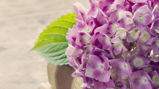 Purple flower green leaf highdetail - high detail 8 k free wallpaper for desktop