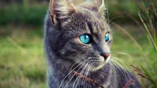 Cat blue eyes standing grass - a cat free wallpaper