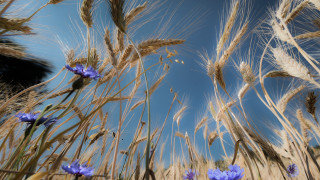 Wheat blue flowers sky clouds - under a blue sky free wallpaper