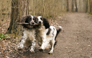 Dogs playing with stick woods - a stick free wallpaper