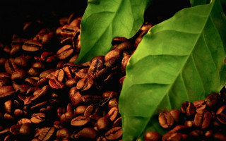 Coffee beans green leaves still - a pile of coffee beans free wallpaper