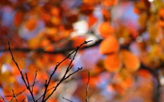 Orange leaves tree bokeh sunset - shallow depth of field free wallpaper