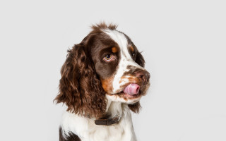 Dog collar tongue shiba inu - mouth free wallpaper for desktop