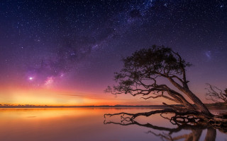 Tree water night stars reflection - photograph free wallpaper for desktop