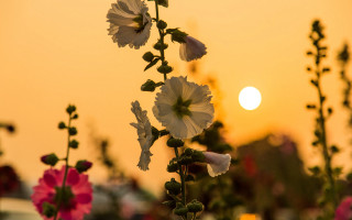 Flower field sunset bokeh pink - a few pink flower free wallpaper for desktop