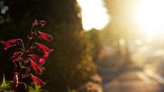 Flower tree road building light - the sidewalk free wallpaper
