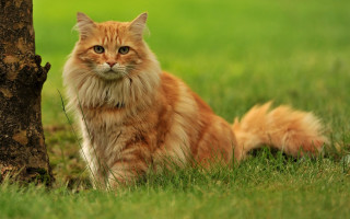 Cat tree grass nature blurry - a cat sitting next free wallpaper