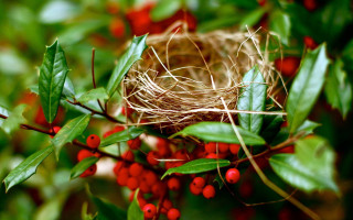 Bird nest berries leaves branch - red berry free wallpaper
