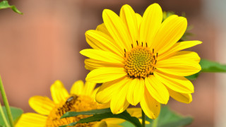Yellow flower bee macro shallow - a yellow flower free wallpaper