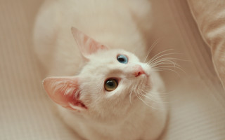 White kitten blue eyes curious - a white kitten free wallpaper for desktop