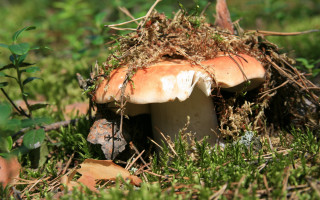 Mossy mushroom overgrown garden nature - a mushroom free wallpaper
