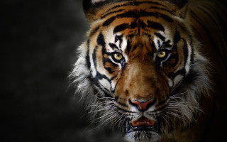 Tiger white stripe digital rendering - a white stripe free wallpaper for desktop