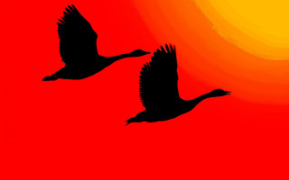 Birds sunset flying red sky - two bird free wallpaper
