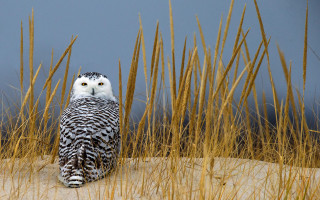 Snowy owl sitting dune blue - photograph free wallpaper for desktop