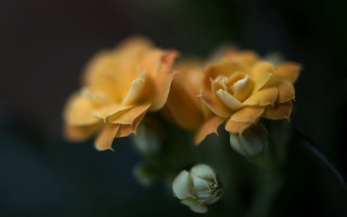 Yellow flower macro shallow depth 2 - a yellow flower free wallpaper