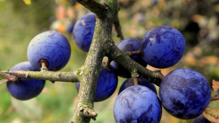 Blue berries macro massurrealism space - the background and a blurry background free wallpaper