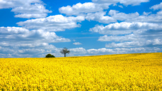 Yellow flowers lone tree blue 3 - under a blue sky free wallpaper