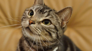 Curious cat tan background white - its face and chest free wallpaper