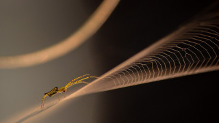 Yellow insect wire tail arabesque - a long tail free wallpaper