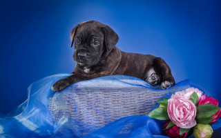 Puppy blue blanket pink flower - a blue blanket free wallpaper
