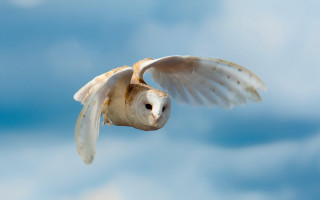 Barn owl flying blue sky - a barn owl free wallpaper