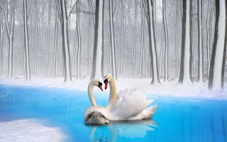 Swans pond woods snow magic - free bird wallpaper