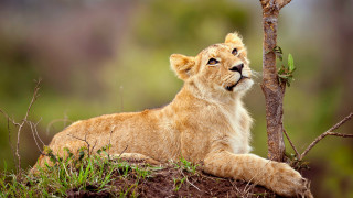 Lion cub sitting tree sky - wildlife photography free wallpaper for desktop