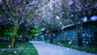 Walkway trees flowers rain building - a walkway free wallpaper