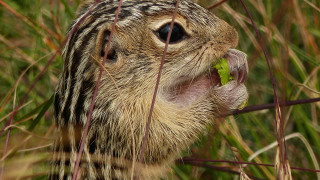 Small animal eating leaf bamboo - animal free wallpaper for desktop