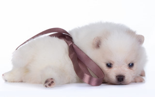 Small white dog tie white - a small white dog free wallpaper for desktop