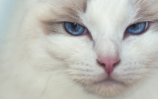 White cat blue eyes closeup - a white cat free wallpaper for desktop
