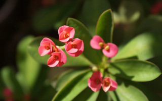 Pink flower green leaves bokeh 2 - the background and a blurry background behind free wallpaper