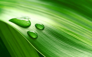 Three drops water green leaf 2 - a green leaf free wallpaper