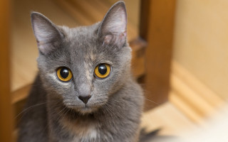 Gray cat curious yellow eyes - brenda chamberlain free wallpaper