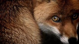 Fox blue eye closeup macro - a close up of a fox free wallpaper