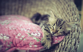 Kitten pinkpillow flowerpillow spring blur - a kitten free wallpaper