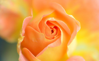 Yellow rose macro fire orange - a yellow rose free wallpaper
