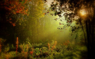 Forest autumn leaves sunbeam matte - david martin free wallpaper for desktop
