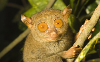 Small animal large yellow eyes - edge free wallpaper