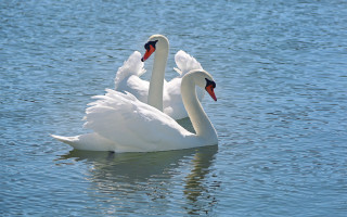 Swans black red white outdoors - two swan free wallpaper