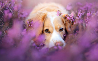 Dog purple flower field photorealistic - purple flower free wallpaper for desktop