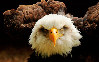 Bald eagle oversized realistic anger - a bald eagle free wallpaper