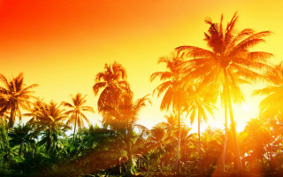 Sunset palm trees red yellow - a red sky in the background free wallpaper