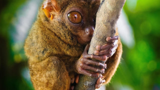 Small brown animal big eyes - top of a tree branch free wallpaper
