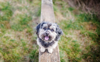 Dog standing wooden post grass - a wooden post free wallpaper
