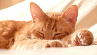 Sleeping cat orange pillow closed - the pillow free wallpaper