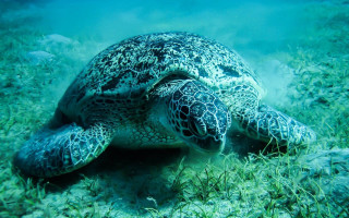Turtle underwater glowing bubble coral - underwater free wallpaper for desktop