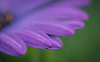 Purple flower bug closeup green - a bug free wallpaper