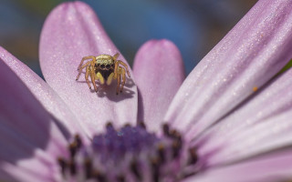 Spider flower water droplets blue - alton tobey free wallpaper for desktop